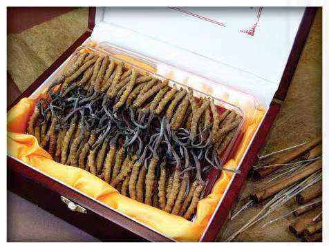 瓜州冬虫夏草回收